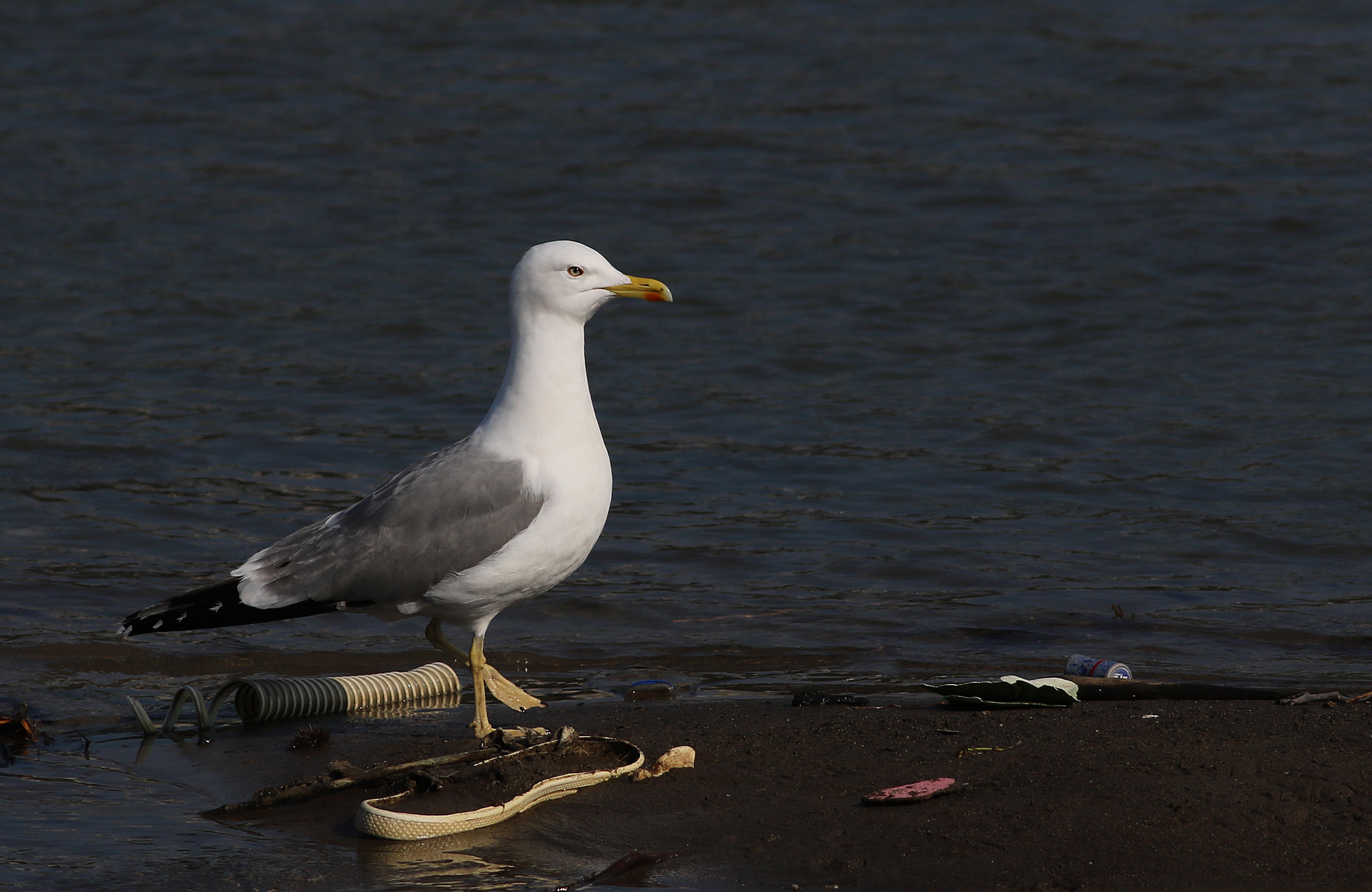 Yellow-legged Gull